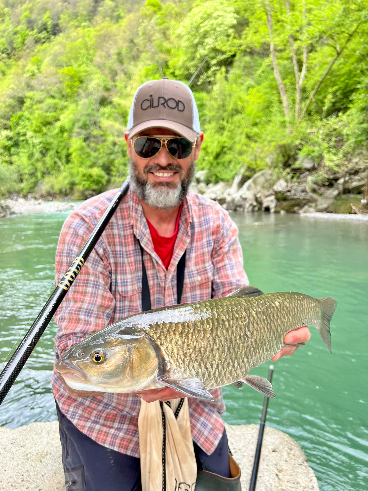 Canna Martina Bolo Gold Regular in pesca